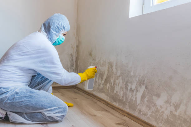 Licensed Black Mold Removal service in Springfield, MA - WQB Mold Removal