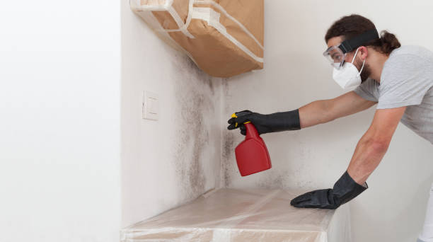 Professional Black Mold Removal technician working in Springfield, MA