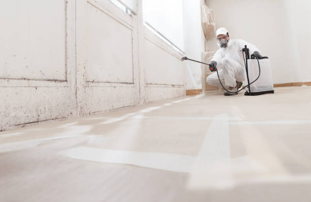 Trusted Black Mold Removal service in Springfield, MA - WQB Mold Removal