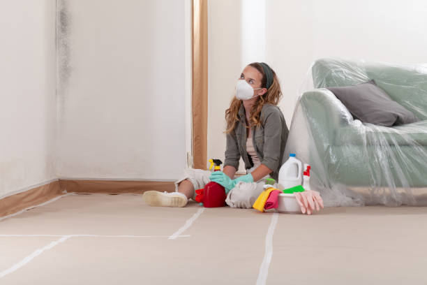 Reliable Black Mold Removal contractor in Springfield, MA by WQB Mold Removal