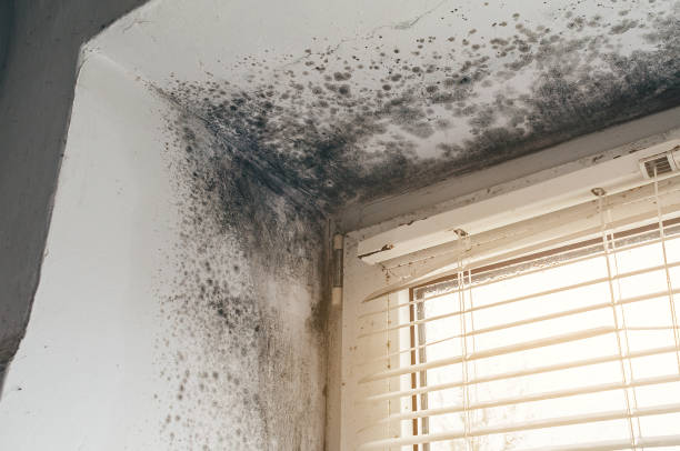 Affordable Black Mold Removal solutions in Springfield, MA